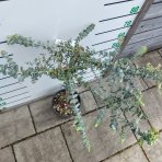 Eukalyptus (Eucalyptus) ´GUNNII´ - výška 70-90 cm, kont. C7L - NA KMIENKU (-13°C)